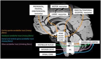 Networking of the Human Cerebellum: From Anatomo-Functional Development to Neurosurgical Implications